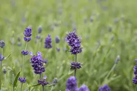 Lavandula angustifolia 'Hidcote' (Spijklavendel 'Hidcote') - afbeelding 9