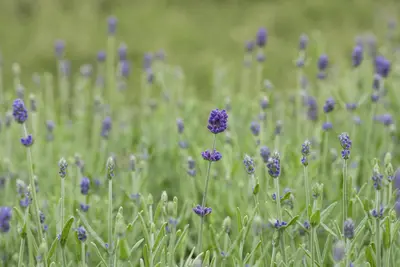 Lavandula angustifolia 'Hidcote' (Spijklavendel 'Hidcote') - afbeelding 10