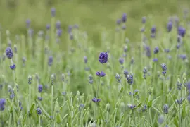 Lavandula angustifolia 'Hidcote' (Spijklavendel 'Hidcote') - afbeelding 10