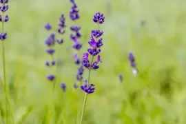 Lavandula angustifolia 'Hidcote' (Spijklavendel 'Hidcote') - afbeelding 11