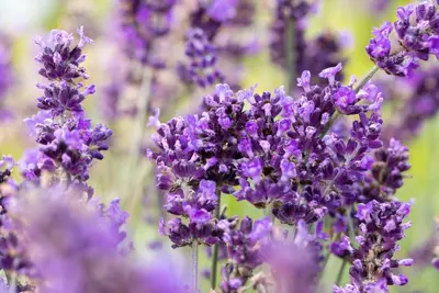 Lavandula angustifolia 'Hidcote' (Spijklavendel 'Hidcote') - afbeelding 14
