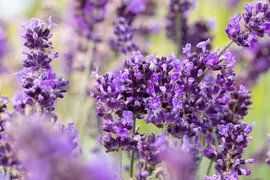 Lavandula angustifolia 'Hidcote' (Spijklavendel 'Hidcote') - afbeelding 14