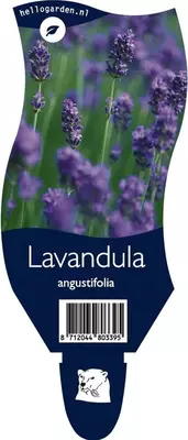 Lavandula angustifolia (Lavendel) - afbeelding 1
