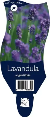 Lavandula angustifolia (Lavendel) - afbeelding 1