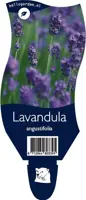Lavandula angustifolia (Lavendel) - afbeelding 1