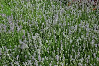 Lavandula angustifolia 'Munstead' (Lavendel) - afbeelding 10