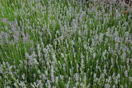 Lavandula angustifolia 'Munstead' (Lavendel) - afbeelding 10