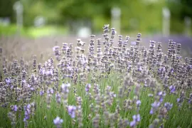 Lavandula angustifolia 'Munstead' (Lavendel) - afbeelding 2