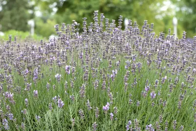Lavandula angustifolia 'Munstead' (Lavendel) - afbeelding 3