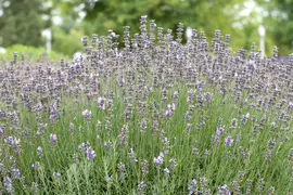 Lavandula angustifolia 'Munstead' (Lavendel) - afbeelding 3