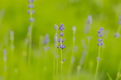 Lavandula angustifolia 'Munstead' (Lavendel) - afbeelding 11