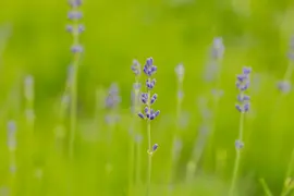 Lavandula angustifolia 'Munstead' (Lavendel) - afbeelding 11