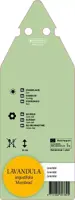 Lavandula Angustifolia Munstead (Lavendel) - afbeelding 2