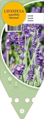 Lavandula Angustifolia Munstead (Lavendel) - afbeelding 1