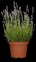 Lavandula angustifolia 'Munstead' (Lavendel) - afbeelding 8