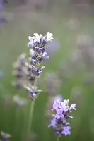 Lavandula angustifolia 'Munstead' (Lavendel) - afbeelding 4