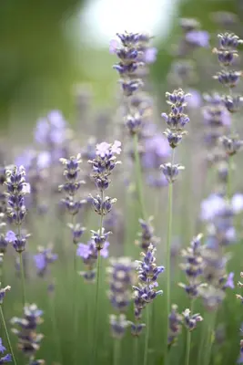 Lavandula angustifolia 'Munstead' (Lavendel) - afbeelding 5
