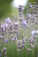 Lavandula angustifolia 'Munstead' (Lavendel) - afbeelding 5