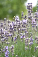 Lavandula angustifolia 'Munstead' (Lavendel) - afbeelding 6