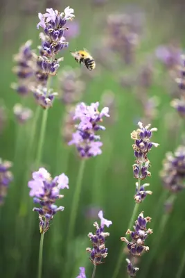 Lavandula angustifolia 'Munstead' (Lavendel) - afbeelding 7