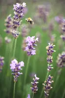 Lavandula angustifolia 'Munstead' (Lavendel) - afbeelding 7
