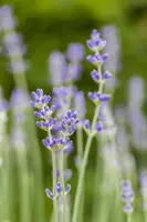 Lavandula angustifolia 'Munstead' (Lavendel) - afbeelding 9
