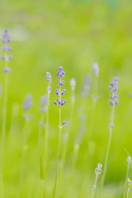 Lavandula angustifolia 'Munstead' (Lavendel) - afbeelding 12