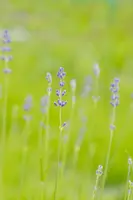 Lavandula angustifolia 'Munstead' (Lavendel) - afbeelding 12