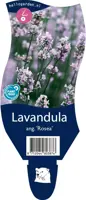 Lavandula angustifolia 'Rosea' (Lavendel) - afbeelding 1