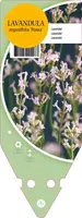 Lavandula Angustifolia Rosea (Lavendel) - afbeelding 1