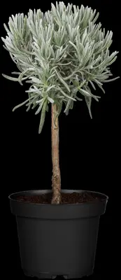 Lavandula angustifolia (Spijklavendel) - afbeelding 29
