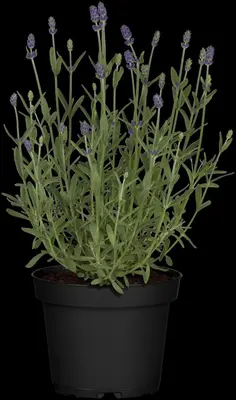 Lavandula angustifolia (Spijklavendel) - afbeelding 50