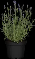 Lavandula angustifolia (Spijklavendel) - afbeelding 50