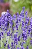 Lavandula angustifolia (Spijklavendel) - afbeelding 18