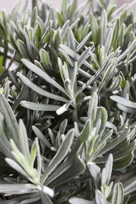 Lavandula angustifolia (Spijklavendel) - afbeelding 36