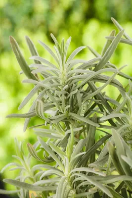 Lavandula angustifolia (Spijklavendel) - afbeelding 54