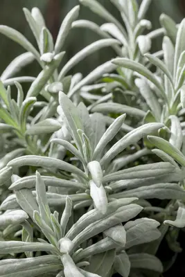 Lavandula angustifolia (Spijklavendel) - afbeelding 65