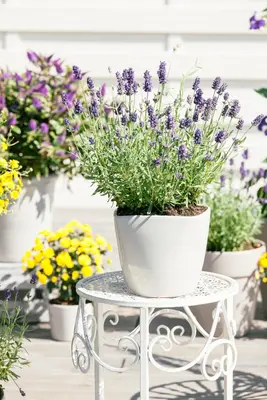 Lavandula angustifolia (Spijklavendel) - afbeelding 70