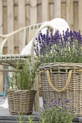 Lavandula angustifolia (Spijklavendel) - afbeelding 89