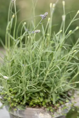 Lavandula angustifolia (Spijklavendel) - afbeelding 104