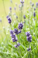 Lavandula angustifolia (Spijklavendel) - afbeelding 110
