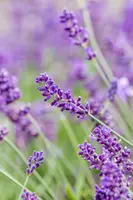 Lavandula angustifolia (Spijklavendel) - afbeelding 121