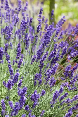 Lavandula angustifolia (Spijklavendel) - afbeelding 19
