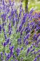 Lavandula angustifolia (Spijklavendel) - afbeelding 19