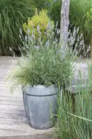 Lavandula angustifolia (Spijklavendel) - afbeelding 21