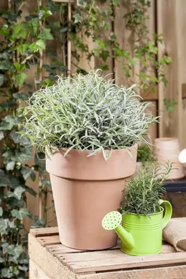 Lavandula angustifolia (Spijklavendel) - afbeelding 47