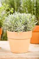 Lavandula angustifolia (Spijklavendel) - afbeelding 55