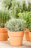 Lavandula angustifolia (Spijklavendel) - afbeelding 57