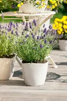Lavandula angustifolia (Spijklavendel) - afbeelding 67