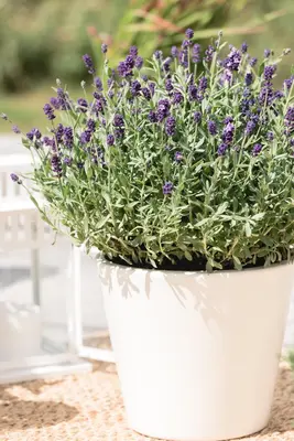 Lavandula angustifolia (Spijklavendel) - afbeelding 73
